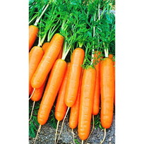 Семена Морковь Деликатесная 1,5гр (УД) Е/П