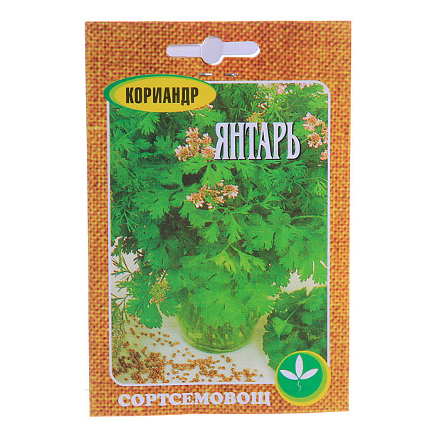 Кориандр янтарь фото